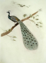 S996 - Peacock
