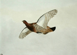 S995 - Partridge