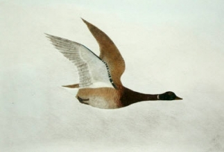 S994 - Goose