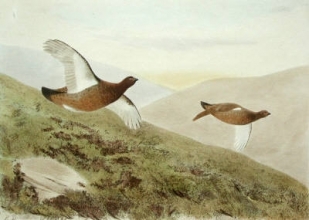 S993B - Partridge