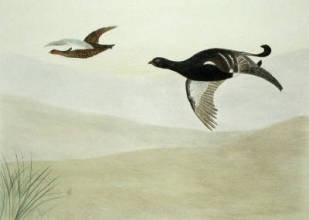 S993A - Black Grouse