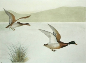 S946 - Mallard flying right