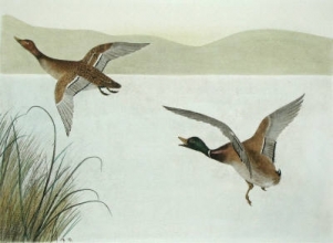S948 - Mallard flying left
