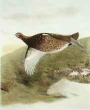 S944 - Grouse