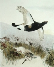 S943 - Black Grouse