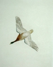 S717 - Mallard
