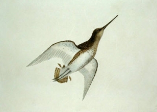 S716 - Snipe
