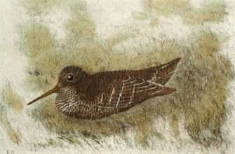 S715B - Woodcock