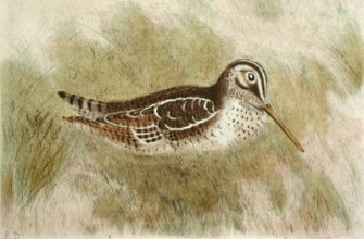 S715A - Snipe
