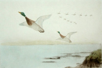 S714 - Mallards Flying Up