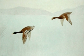 S713 - Mallards Flying Down