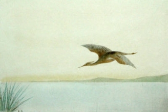S712 - Heron