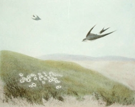 S711 - Swift