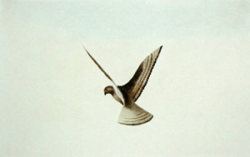 S710 - Hawk