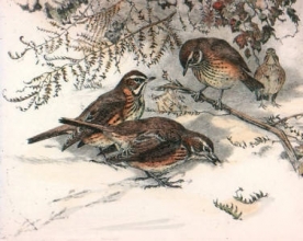 S240 - Redwings