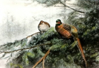 S237B - Pheasant