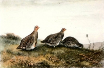S237A - Partridge