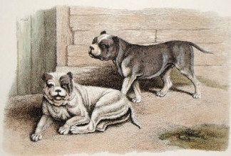 T992B - Bulldogs