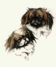 T905 - Pekingnese Twins
