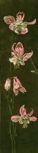T405 - Columbine