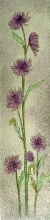 T404 - Aster