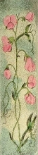 T403 - Sweet Pea