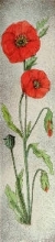 T402 - Field Poppy