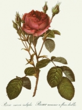 J052G - Rose, Muscosa Multiplex