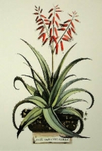 F078B - Aloe Vera - Vulgaris