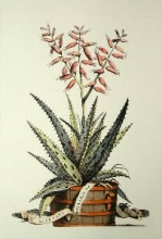 F078A - Aloe Vera - Costa Spinosa