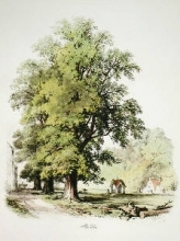 D093A - Elm Tree 