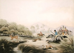 W439 - Hunting a hog deer