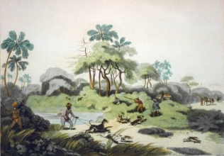 W427 - Shooting at the Edge of Jungle
