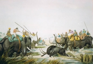 W425 - Hunting an Old Buffalo
