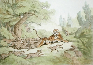 W421 - Tiger Hunted by Wild Dogs, The