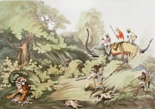 W420 - Shooters Surprising a Tiger