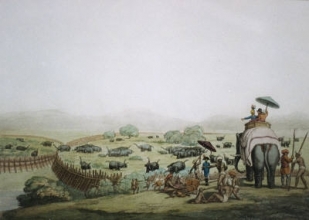 W408 - Driving Elephants