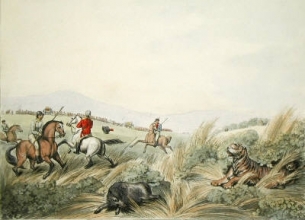 W404 - Hog hunters - tigress and cubs