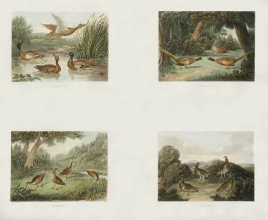 W089B - Game Birds - PL II