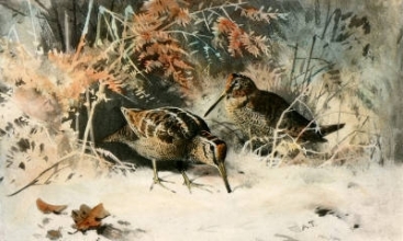 S213B - Woodcock