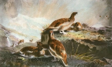 S213A - Grouse
