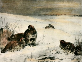 S207B - Partridge