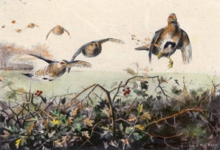 S004C - Flying Grouse (over hedgerow)