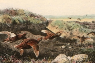 S004A - Flying Grouse (under bank)