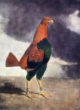 F035 - Trimm'd Cock, The