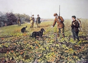 B273 - Among the Turnips