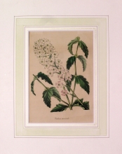 PX78 - Verbena Teucrioides
