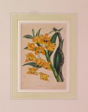 PX79 - Dendrobium Gibsonii