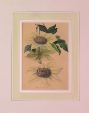 PX80 - Clematis Siebaldii