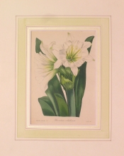 PX83 - Pancratium Calathinum